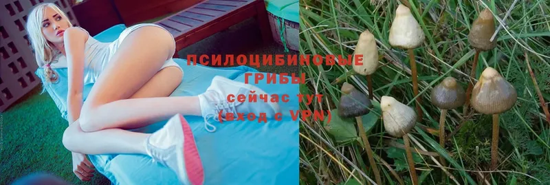 цены   Петровск  Галлюциногенные грибы Psilocybe 